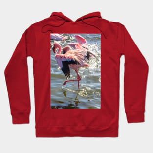 Namibia. Walvis Bay. Flamingos. Hoodie